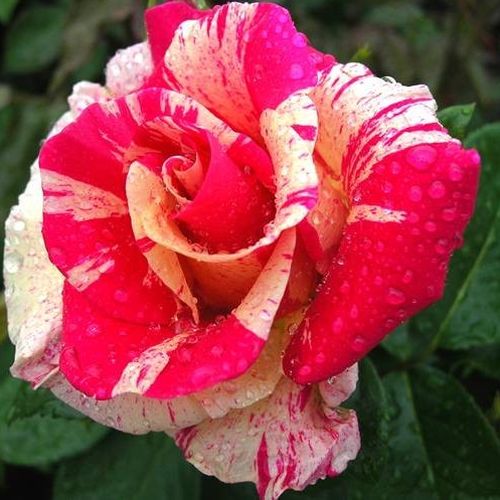 E-commerce, vendita, rose, in, vaso Rosa Wekrosopela - rosa dal profumo discreto - Rose per aiuole (Polyanthe – Floribunde) - Rosa ad alberello - rosa - bianco - Tom Carruth0 - 0